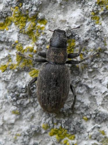 Brachyderes pubescens